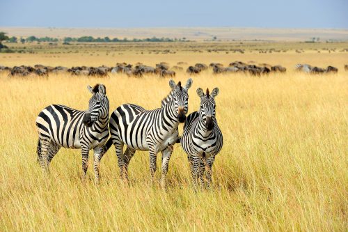 Masai Mara