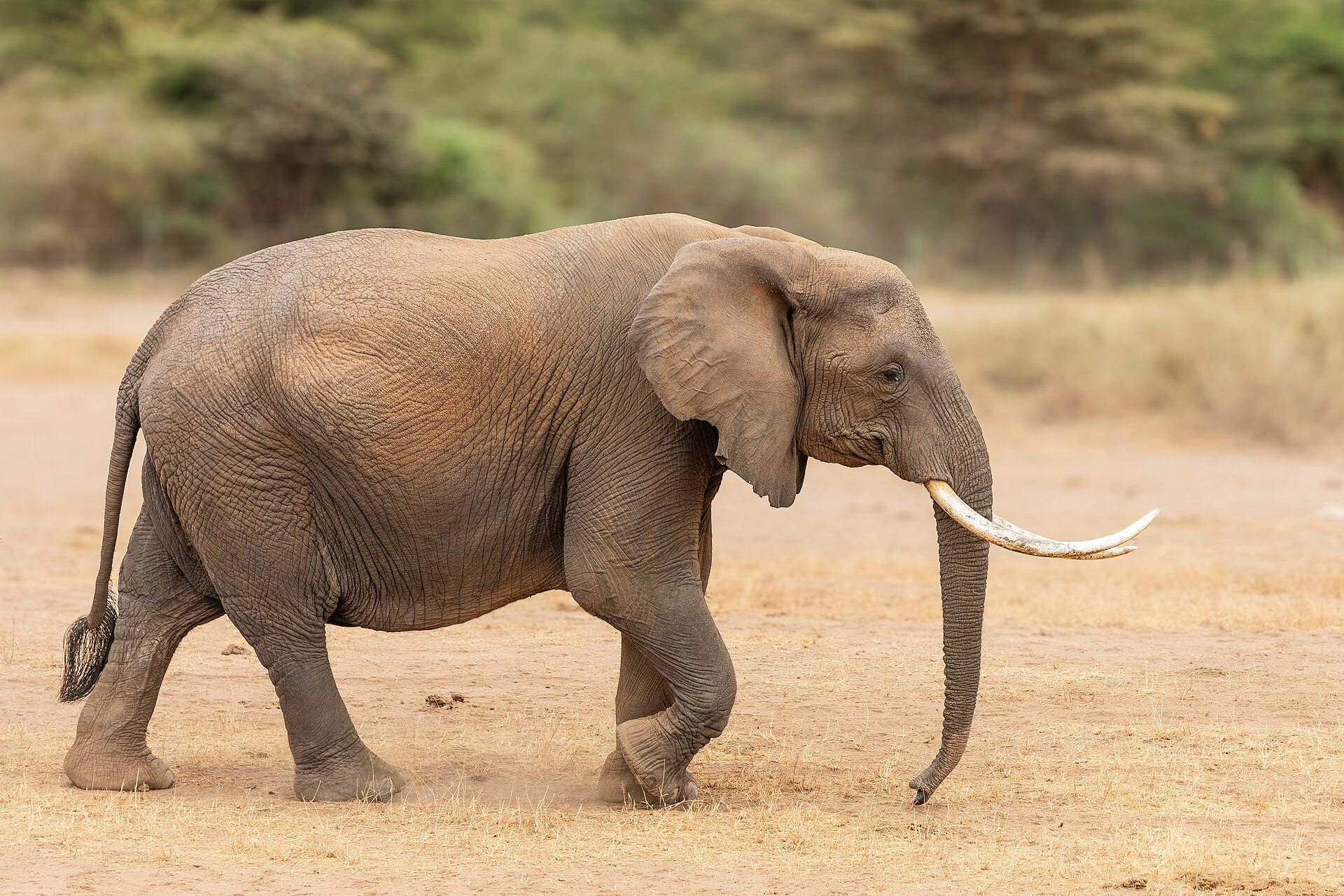Amboseli elephants