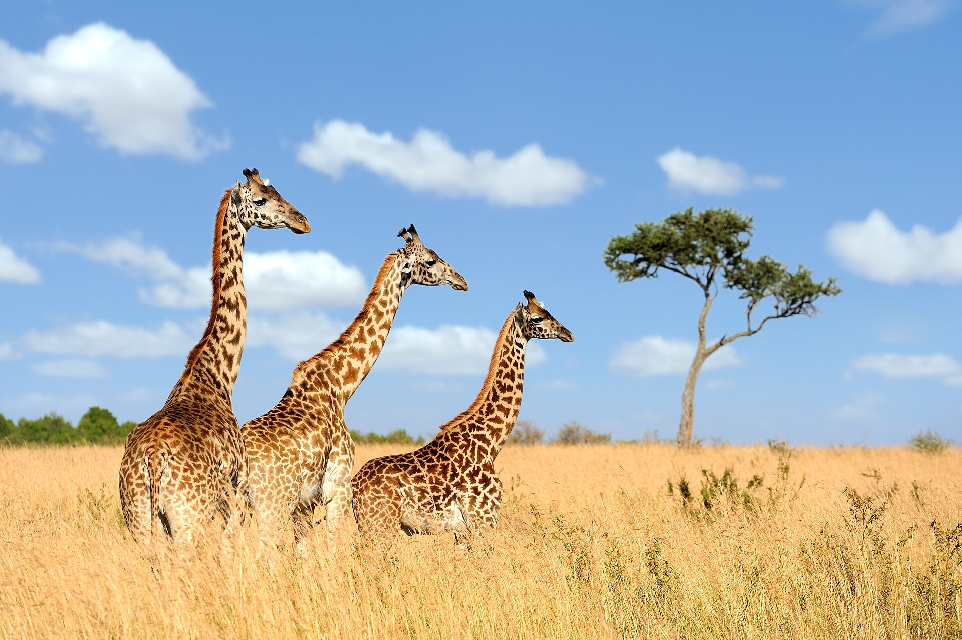 giraffe Masai Mara